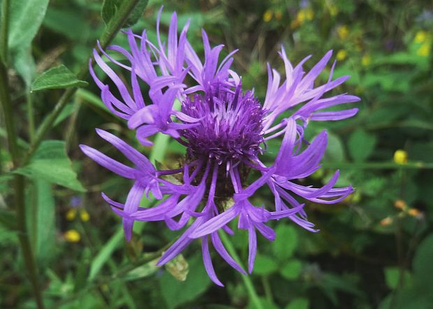 nevädzovec veľkokvetý Jacea oxylepis (Wimm. et Grab.) Hayek