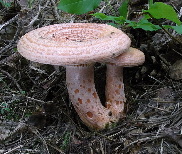 rýdzik pravý Lactarius deliciosus (L.) Gray