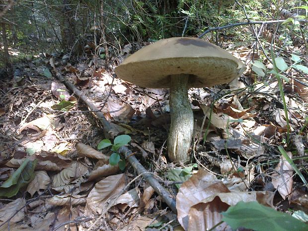 kozák osikový Leccinum albostipitatum den Bakker & Noordel.