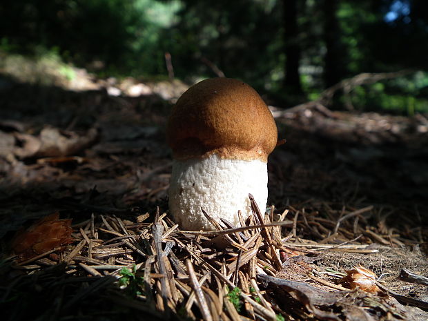 kozák osikový Leccinum albostipitatum den Bakker & Noordel.