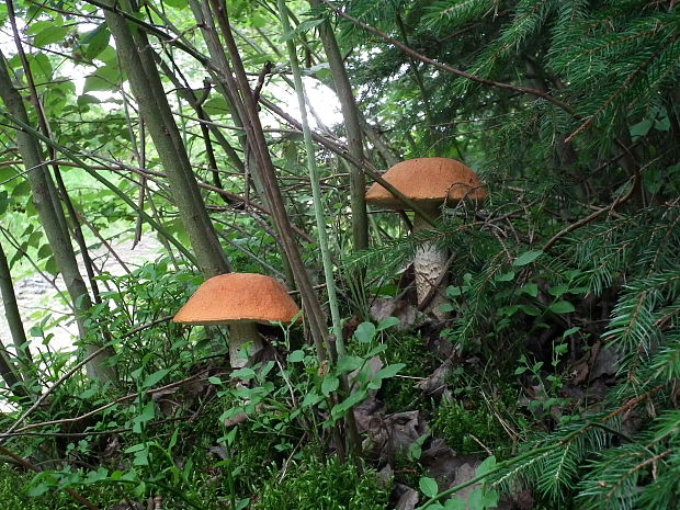 kozák osikový Leccinum albostipitatum den Bakker & Noordel.