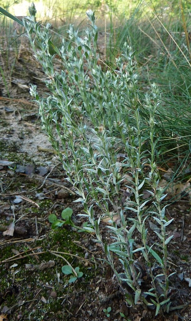 bielolist roľný Logfia arvensis (L.) Holub