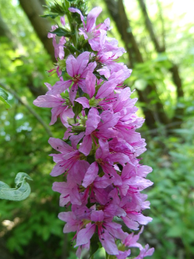 vrbica vŕbolistá Lythrum salicaria L.