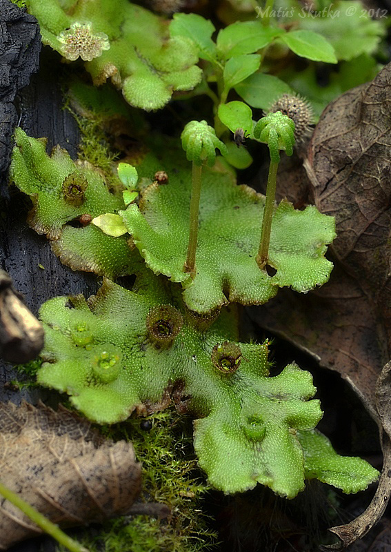 porastnica mnohotvará Marchantia polymorpha