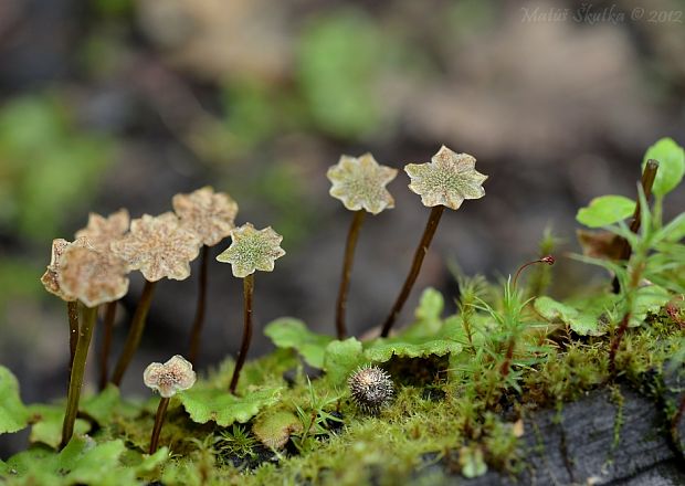 porastnica mnohotvará Marchantia polymorpha