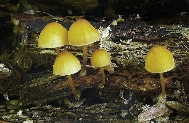 prilbička žltohlúbiková Mycena renati Quél.