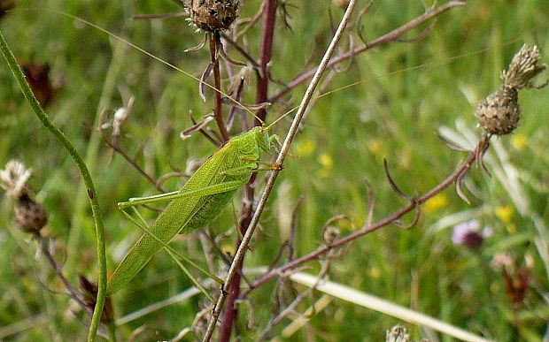 kobylka krovinová Phaneroptera falcata