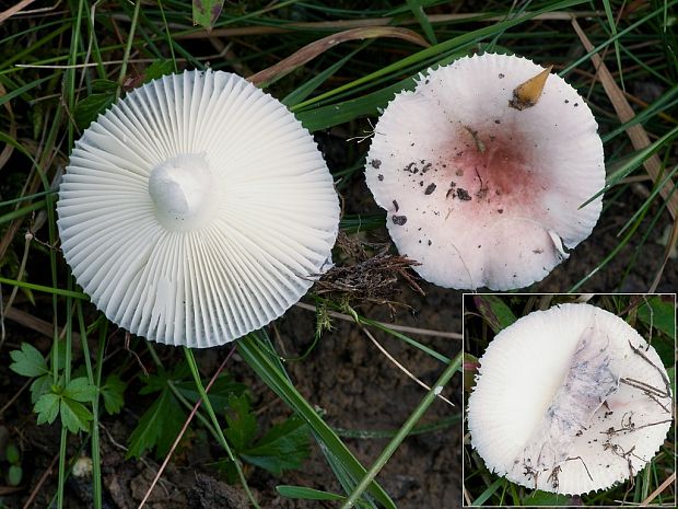 plávka brezová Russula betularum Hora