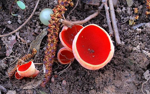 ohnivec šarlátový Sarcoscypha coccinea (Gray) Boud.