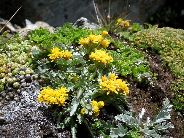 starček sivý kranský Senecio incanus subsp. carniolicus  (Willd.) Braun-Blanq.