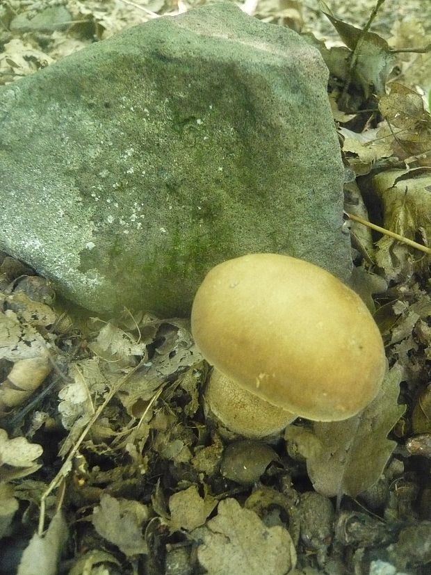 hríb dubový Boletus reticulatus Schaeff.