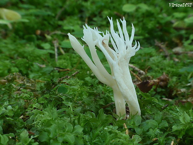 konárovka vráskavá Clavulina rugosa (Bull.) J. Schröt.