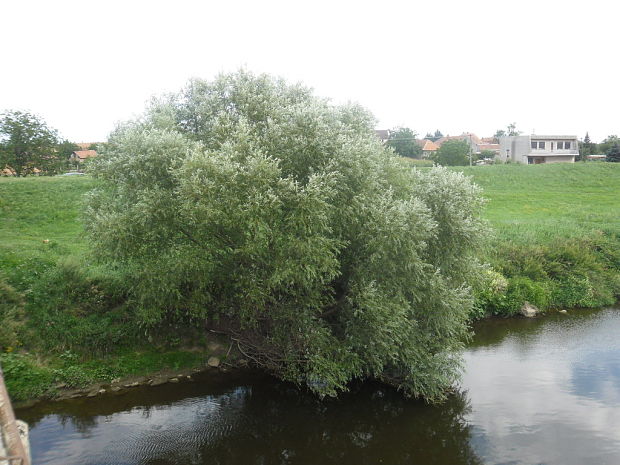 vŕba Salix sp.