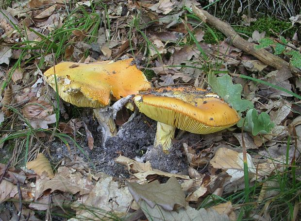 muchotrávka cisárska Amanita caesarea (Scop.) Pers.