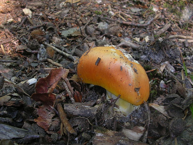 muchotrávka cisárska Amanita caesarea (Scop.) Pers.