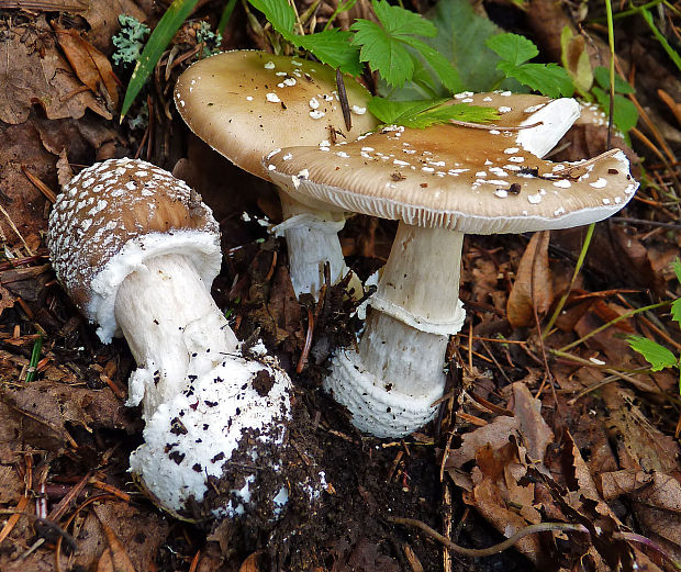 muchotrávka tigrovaná Amanita pantherina (DC.) Krombh.