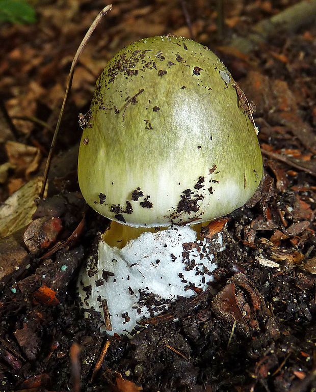 muchotrávka zelená Amanita phalloides (Vaill. ex Fr.) Link