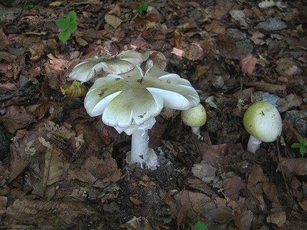 muchotrávka zelená Amanita phalloides (Vaill. ex Fr.) Link