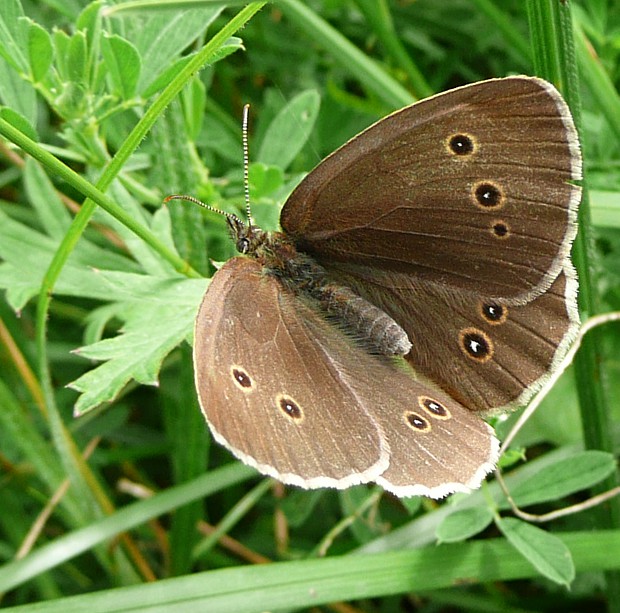 očkáň obyčajný - samica Aphantopus hyperantus Linnaeus, 1758