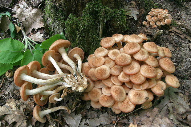 podpňovka bezprsteňová Armillaria socialis (DC.) Fayod