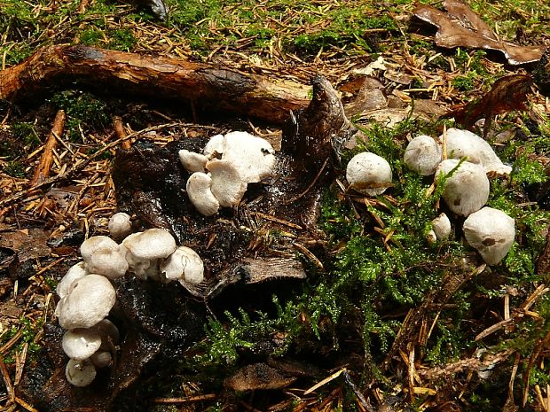 príživnica obyčajná - Rovetka cizopasná  Asterophora parasitica (Bull.) Singer