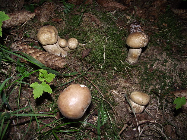 hríb smrekový Boletus edulis Bull.