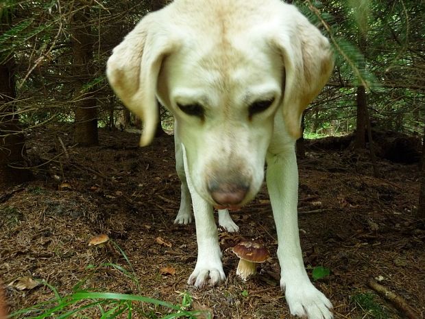 hríb smrekový Boletus edulis Bull.