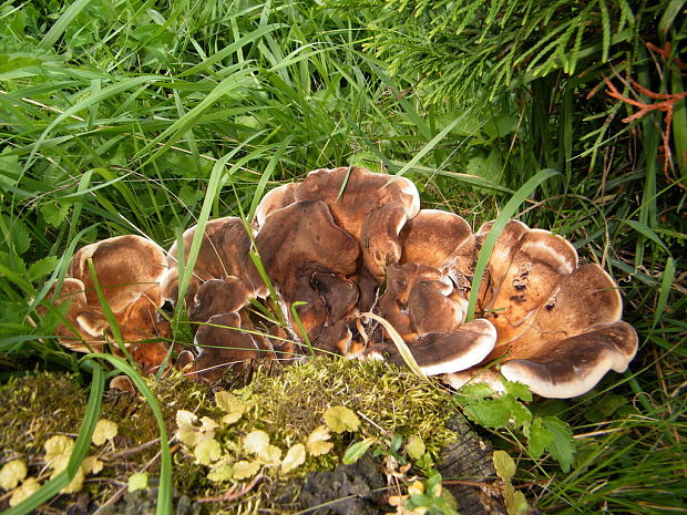 vejárovec obrovský Meripilus giganteus (Pers.) P. Karst.