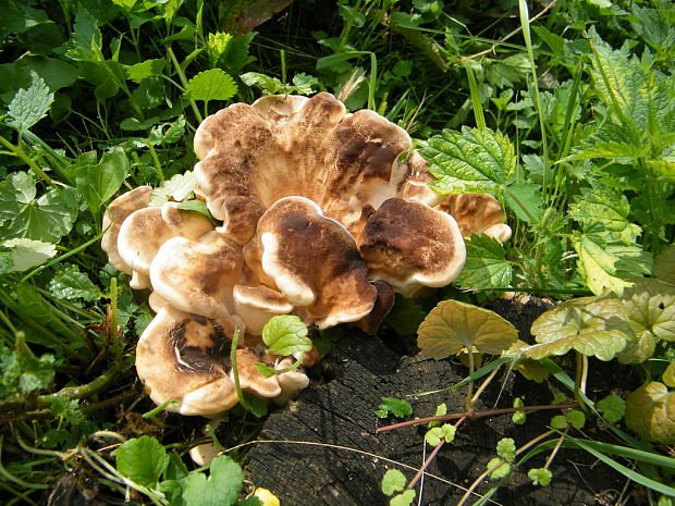 vejárovec obrovský Meripilus giganteus (Pers.) P. Karst.