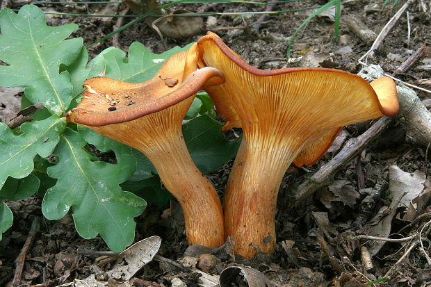 kališník hnedooranžový Omphalotus olearius (DC.) Singer