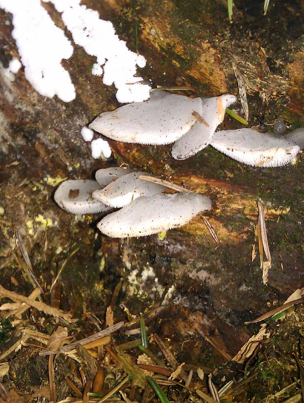 pajelenka želatínová Pseudohydnum gelatinosum (Scop.) P. Karst.