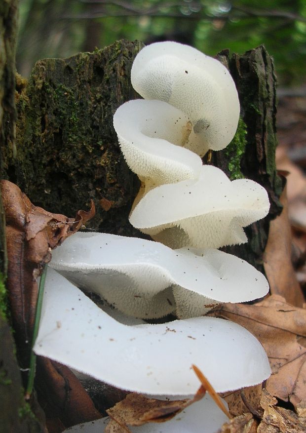 pajelenka želatínová Pseudohydnum gelatinosum (Scop.) P. Karst.