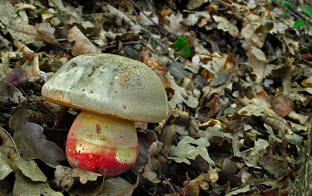 hríb satanský Rubroboletus satanas f. satanas (Lenz) Kuan Zhao & Zhu L. Yang