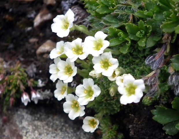 lomikameň Saxifraga muscoides