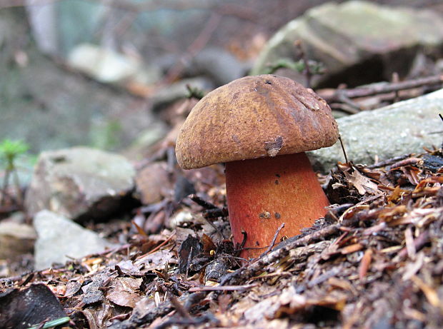 hríb zrnitohlúbikový Sutorius luridiformis (Rostk.) G. Wu & Zhu L. Yang