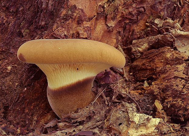 čechračka tmavohlúbiková Tapinella atrotomentosa (Batsch) Šutara