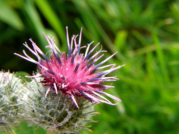 lopúch plsnatý Arctium tomentosum Mill.