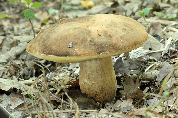 hríb bronzový Boletus aereus Bull. ex Fr.