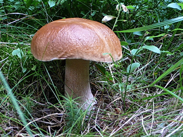 hríb smrekový Boletus edulis Bull.