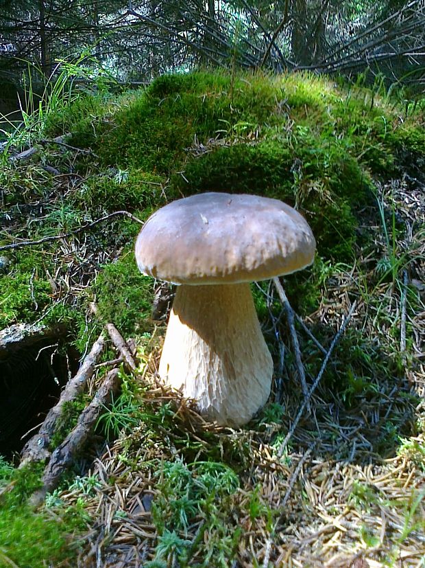 hríb smrekový Boletus edulis Bull.