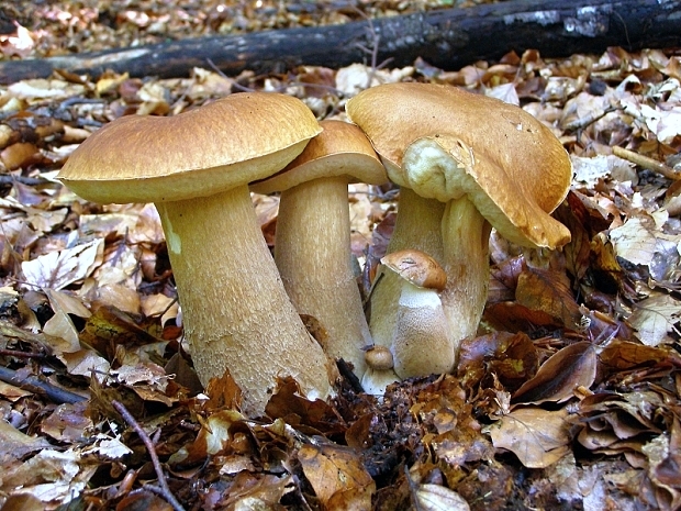 hríb smrekový-hřib smrkový Boletus edulis Bull.