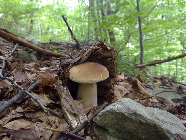 hríb dubový Boletus reticulatus Schaeff.