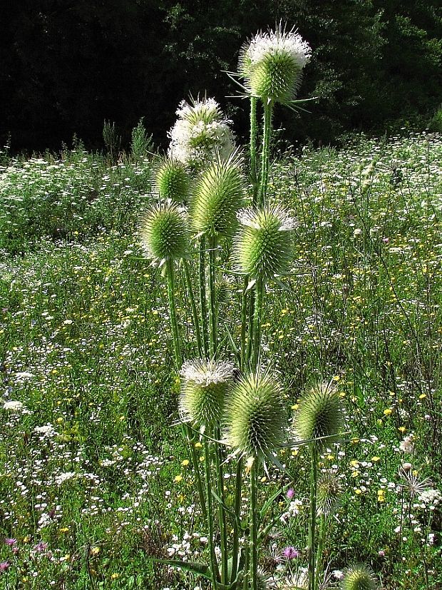 štetka laločnatá Dipsacus laciniatus L.