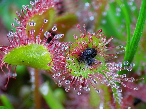 rosička okrúhlolistá Drosera rotundifolia L.