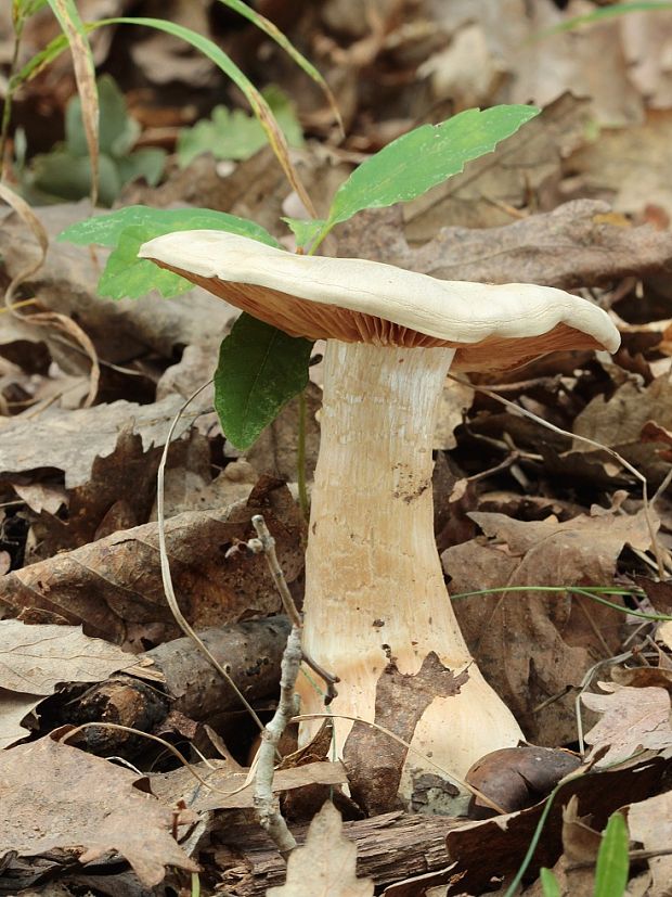 hodvábnica veľká Entoloma sinuatum (Bull.) P. Kumm.