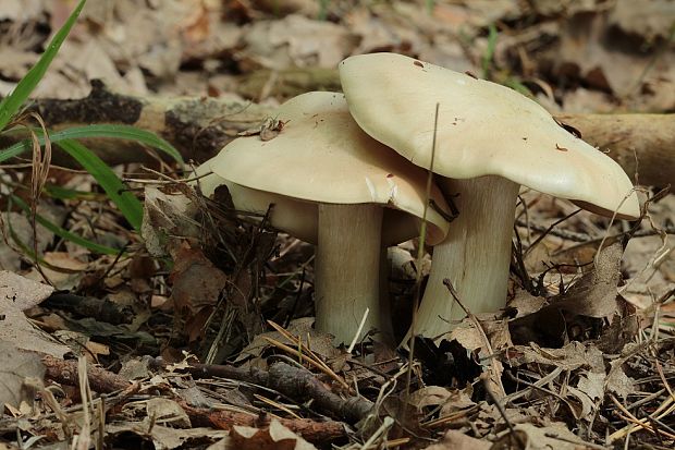 hodvábnica veľká Entoloma sinuatum (Bull.) P. Kumm.