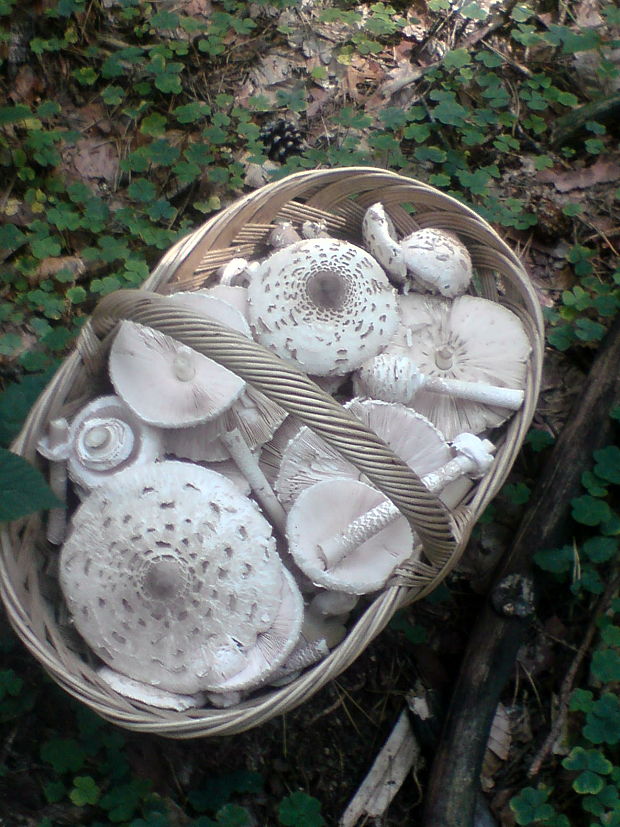 bedľe Macrolepiota sp.