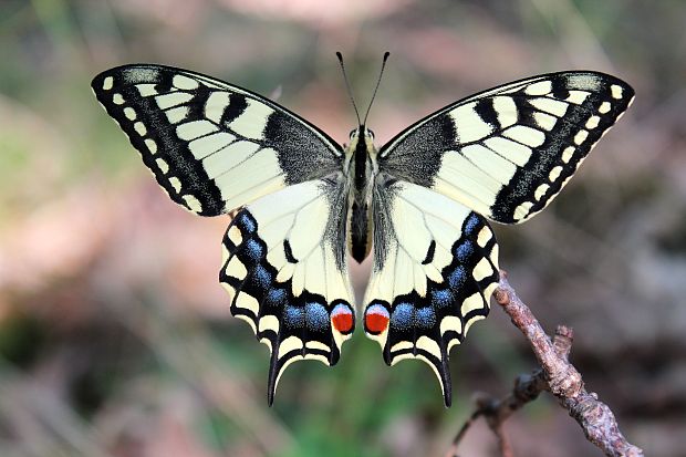 vidlochvost feniklový Papilio machaon