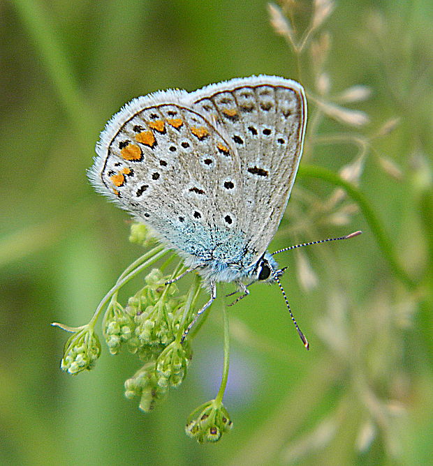 modráčik blankytný Polyommatus thersites