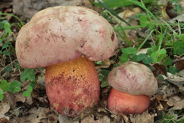 hríb Le Galovej Rubroboletus legaliae (Pilát & Dermek) Della Maggiora & Trassin.